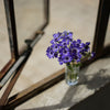 Sony E 50mm f/1.8 OSS objectief