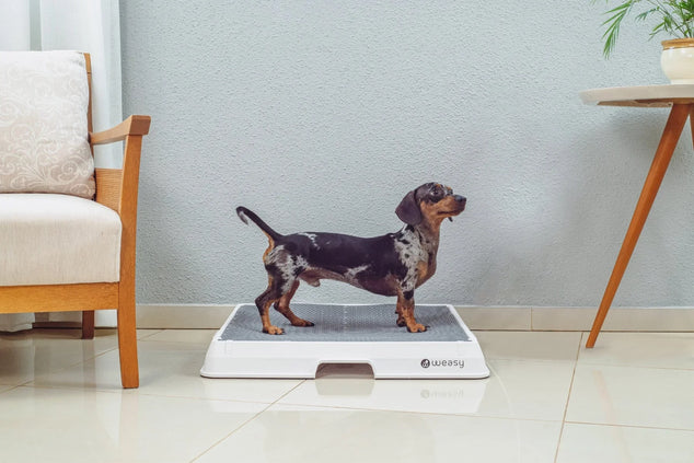 SMART DOG POTTY M 70x70