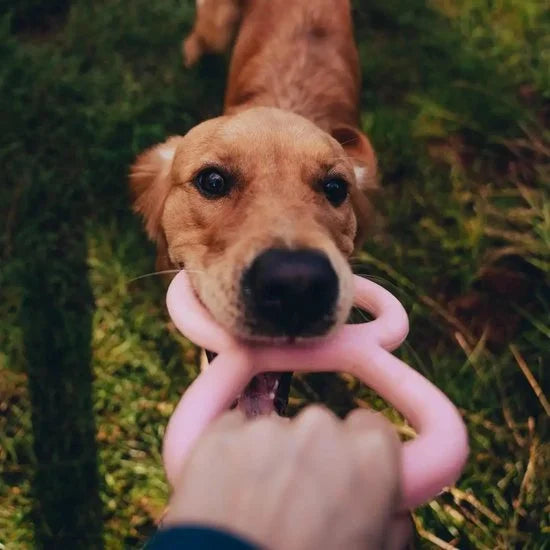 Tough Tugger - Trekspeelgoed voor honden - Natuurlijk rubber - Beco Pets - Groen of Roze - Groen